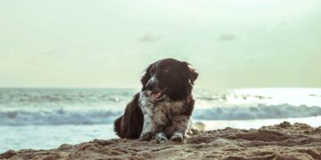 dogs on beach