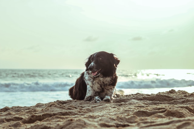 dogs on beach